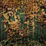 A wall covered with autumn leaves and vines, showcasing fall's foliage against a green fence.