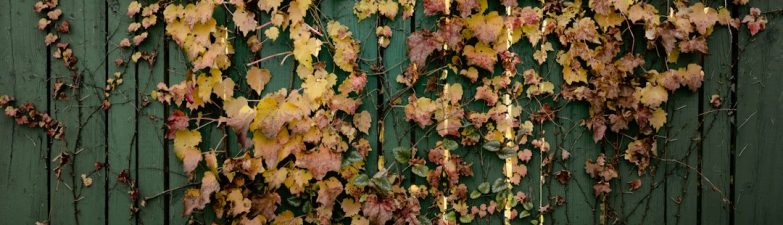 A wall covered with autumn leaves and vines, showcasing fall's foliage against a green fence.