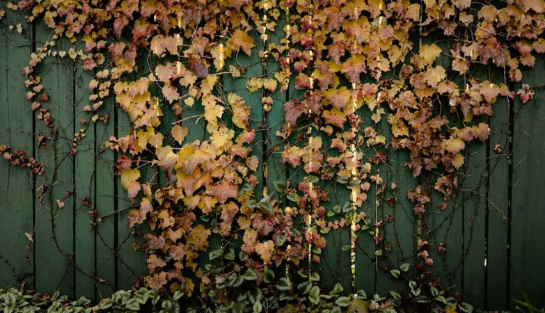 A wall covered with autumn leaves and vines, showcasing fall's foliage against a green fence.