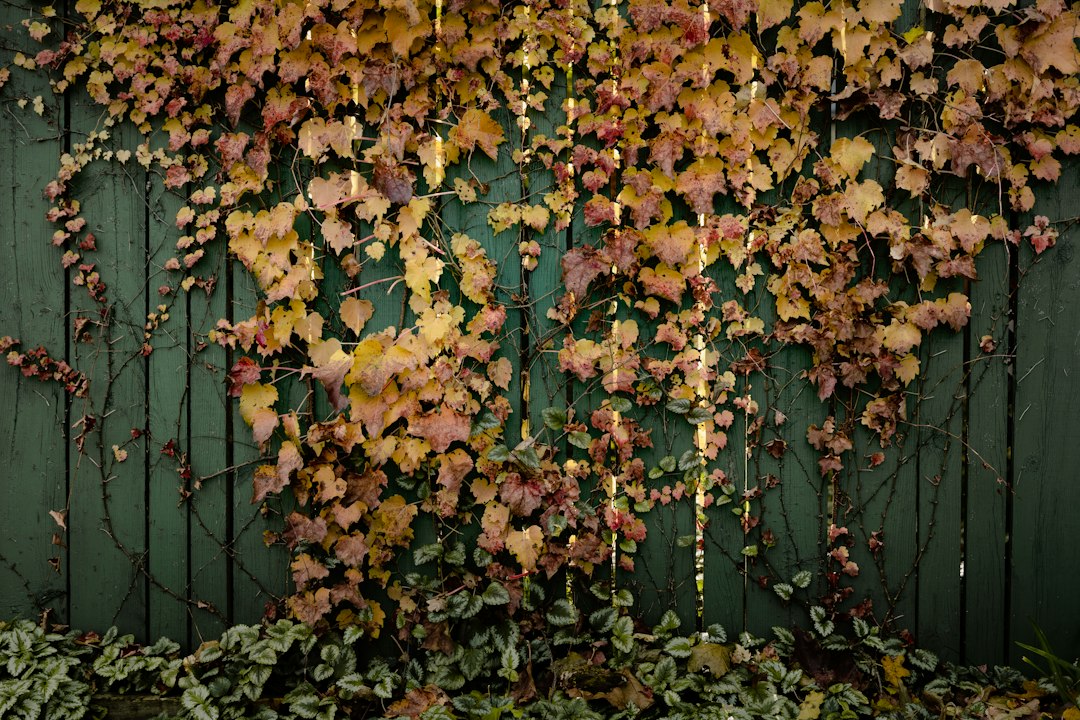 Why Autumn Garden Clearances Often Reveal Serious Fence Problems